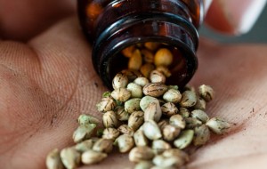 Care sunt cele mai cunoscute tipuri de seminte cannabis si ce diferente sunt intre ele?