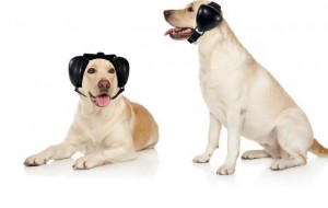 Soluții eficiente pentru protejarea câinilor de zgomotele traumatizante de Revelion