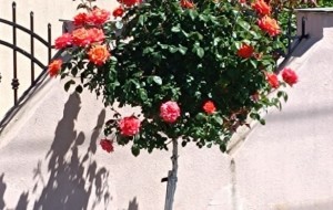Trandafiri pomisor - Ce sa faci ca sa infloreasca abundent tot anul
